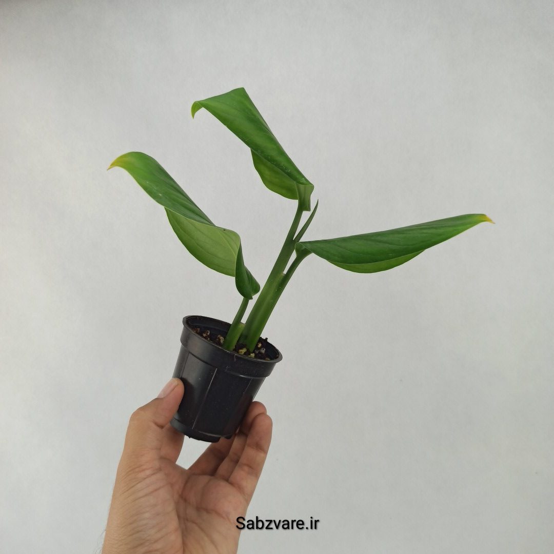 پتوس شیخی (D23739) - Image 2