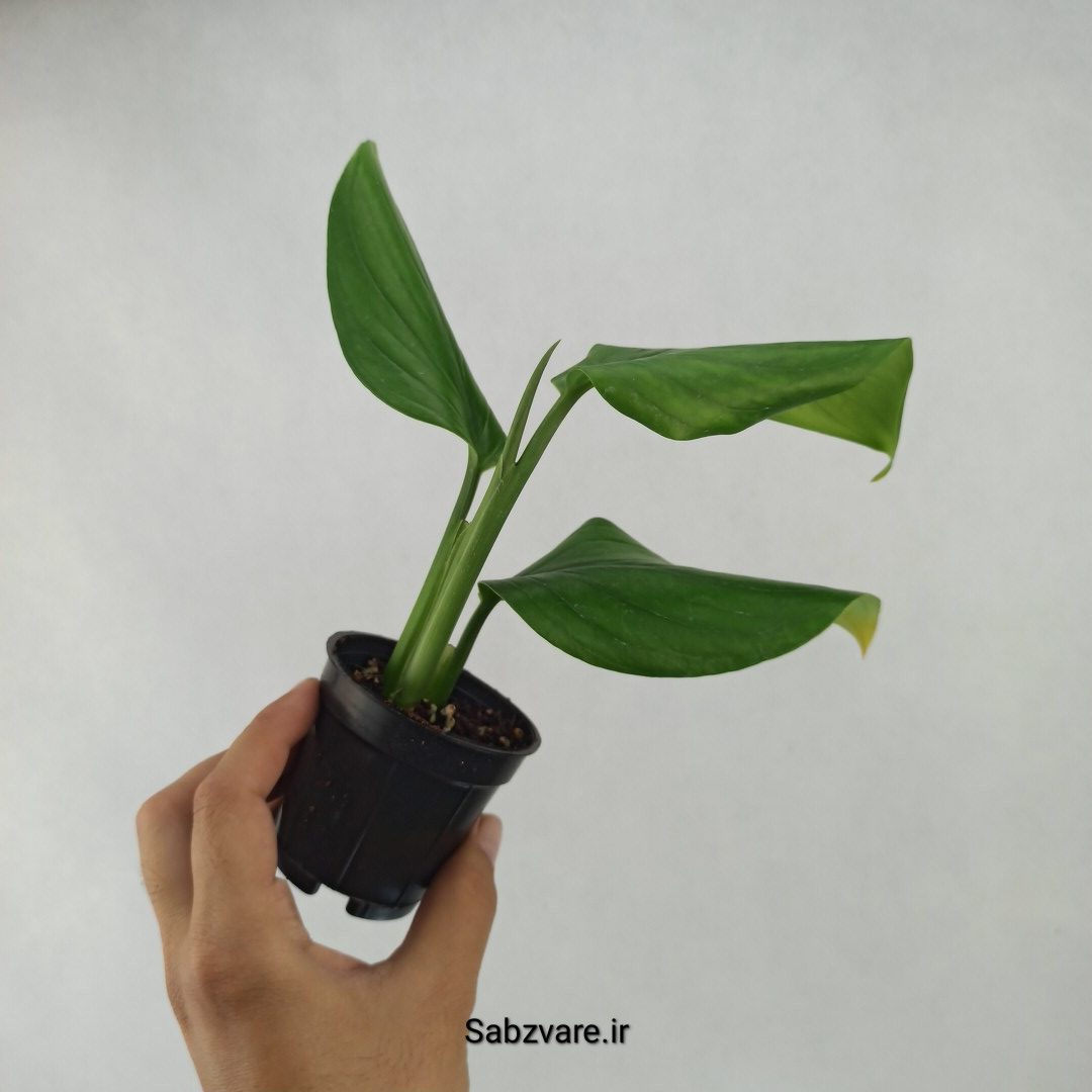 پتوس شیخی (D23739) - Image 3