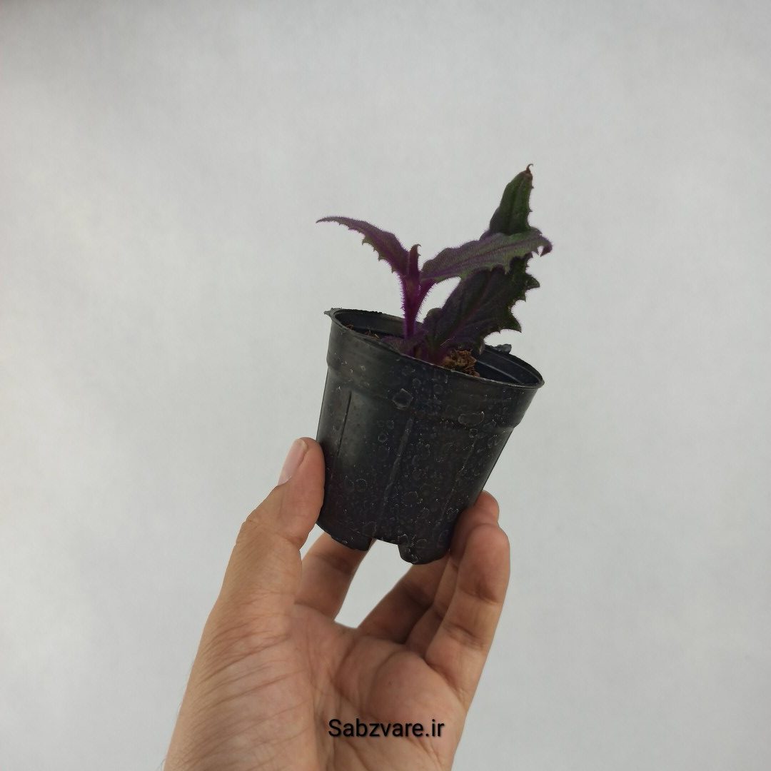 ژینورا یا شب تاب (D23738) - Image 3