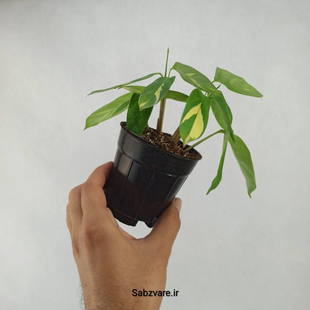 سیتنانته لوبرسیانا ابلق (D23736) - Image 2
