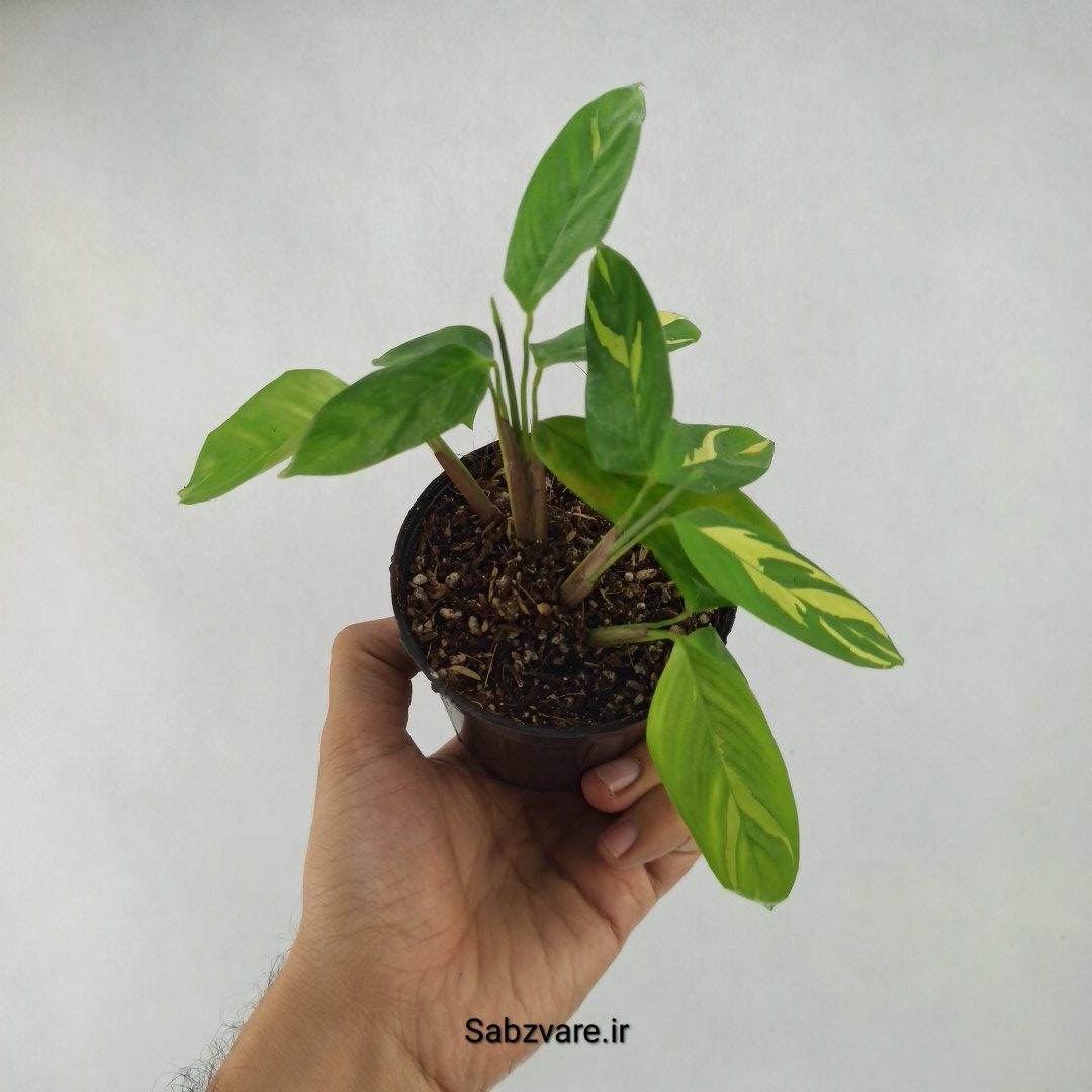 سیتنانته لوبرسیانا ابلق (D23736)