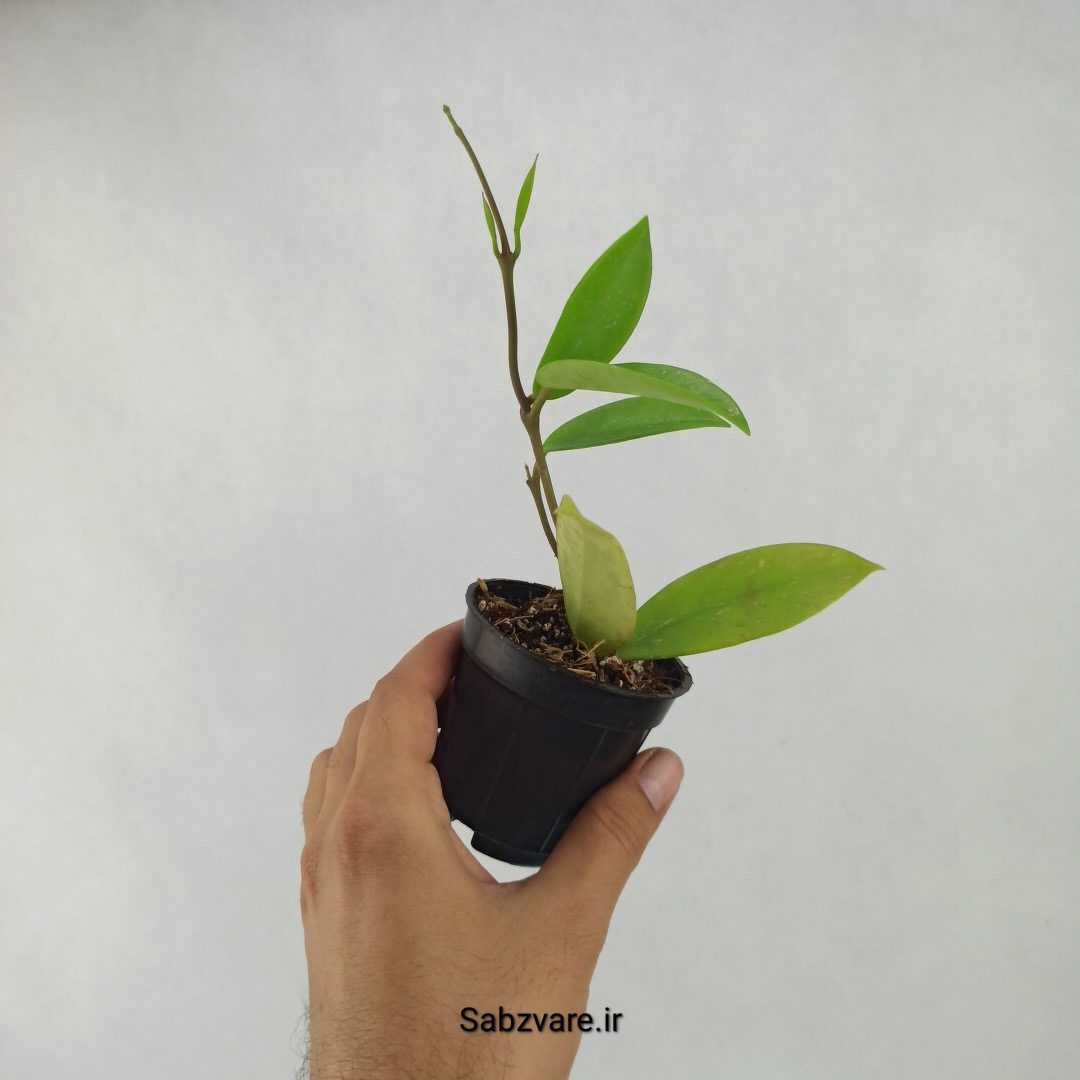 هویا پابیکالیکس (D23732) - Image 2