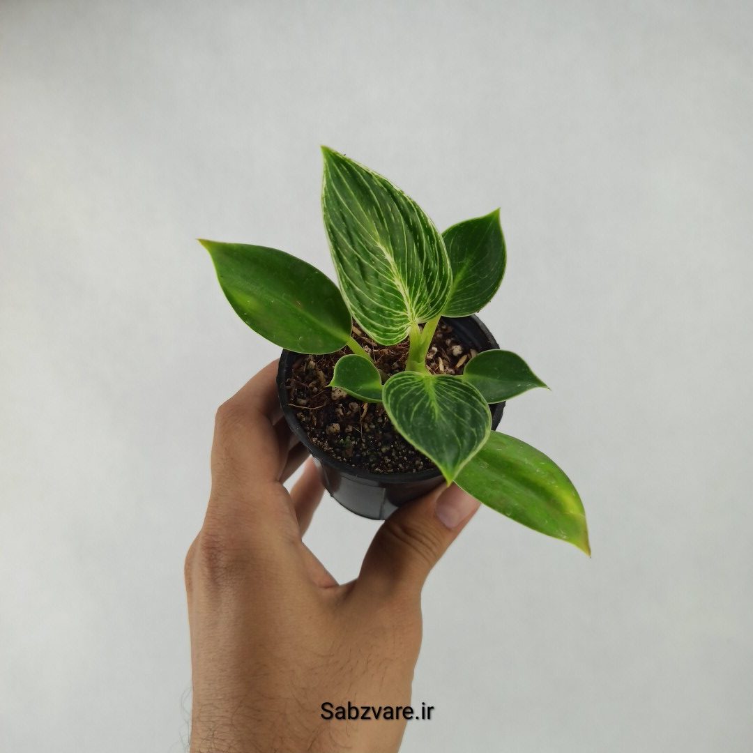 فیلودندرون برکین (C23722)