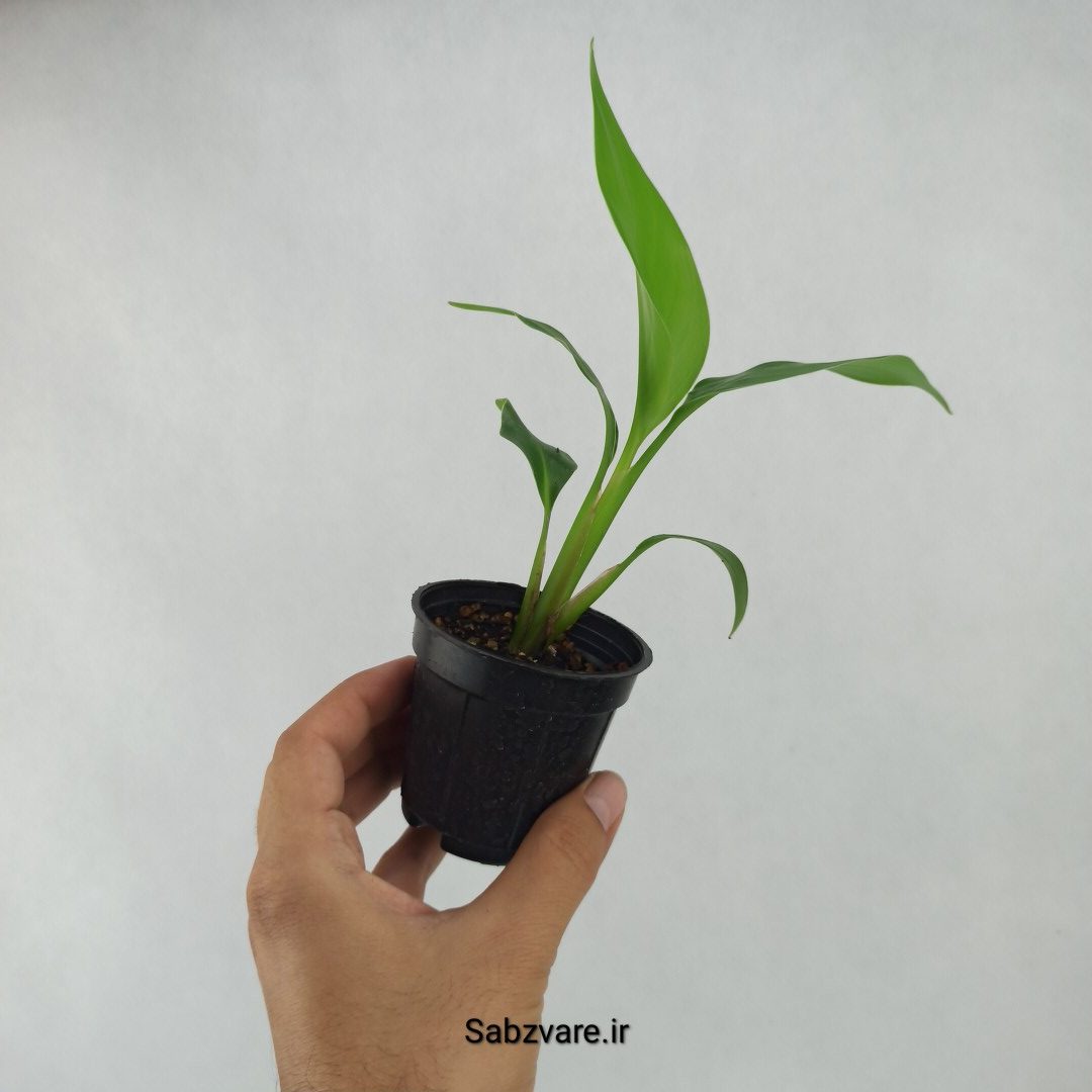 استرلیتزیا نیکولای (C23717) - Image 2