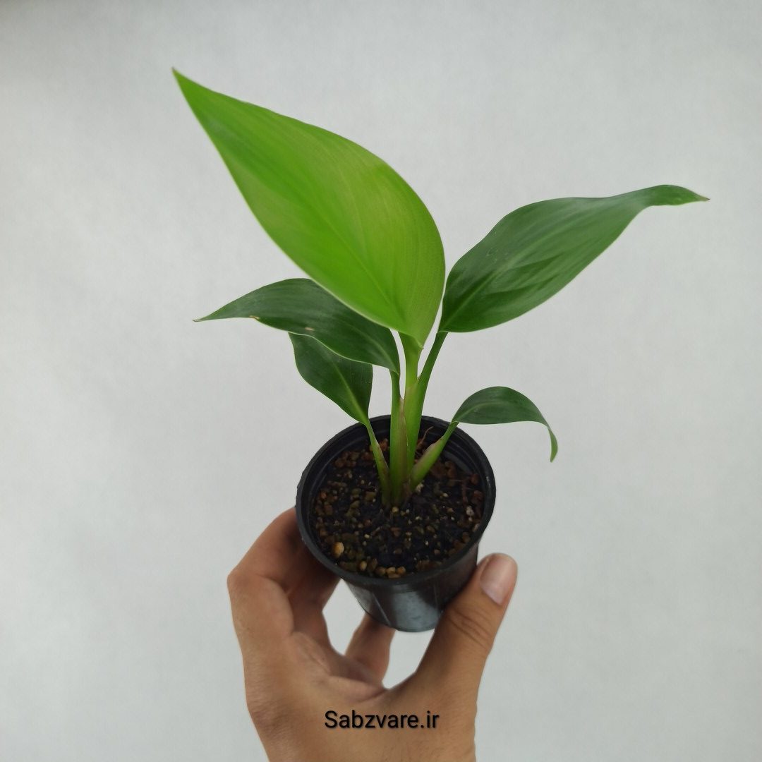 استرلیتزیا نیکولای (C23717)