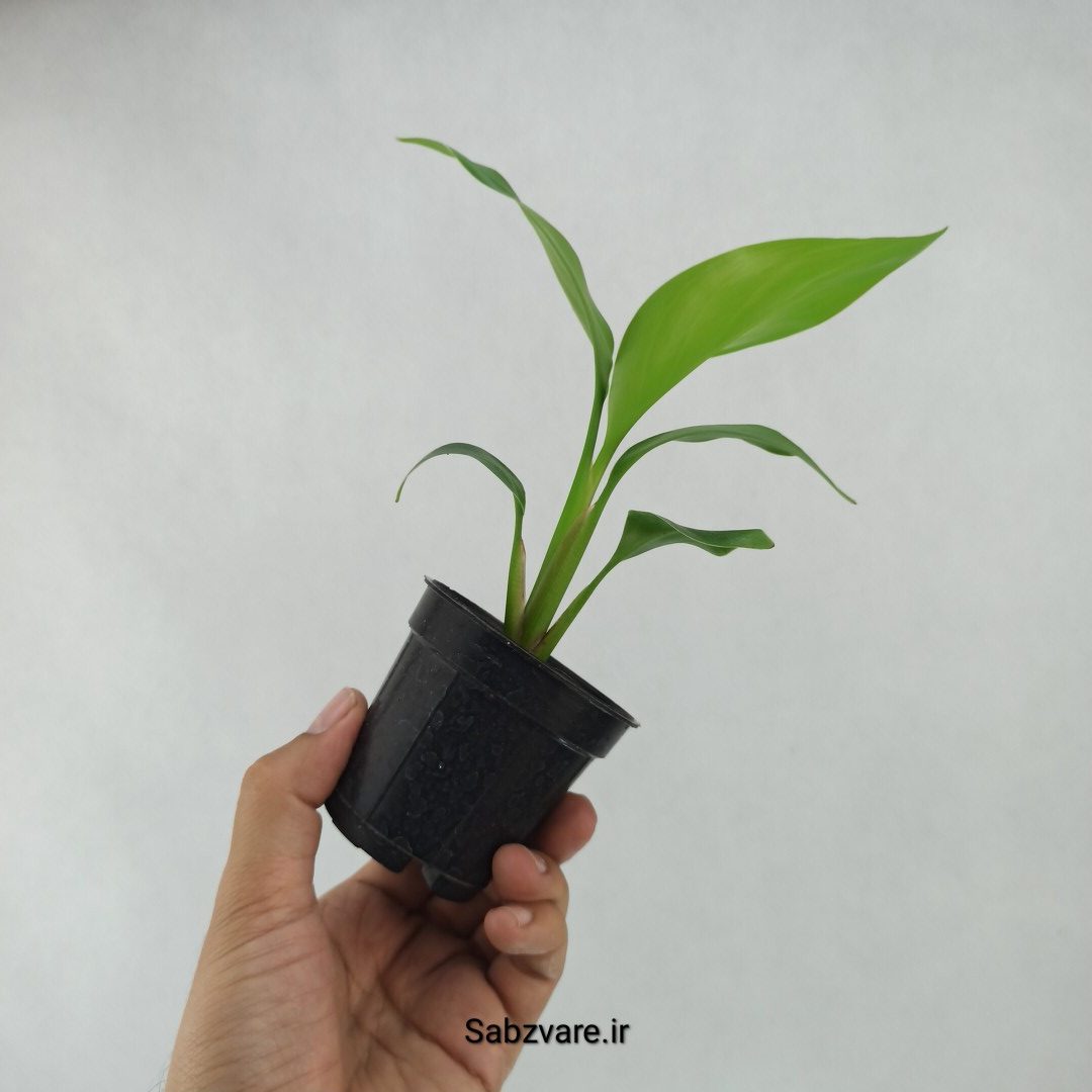 استرلیتزیا نیکولای (C23717) - Image 3