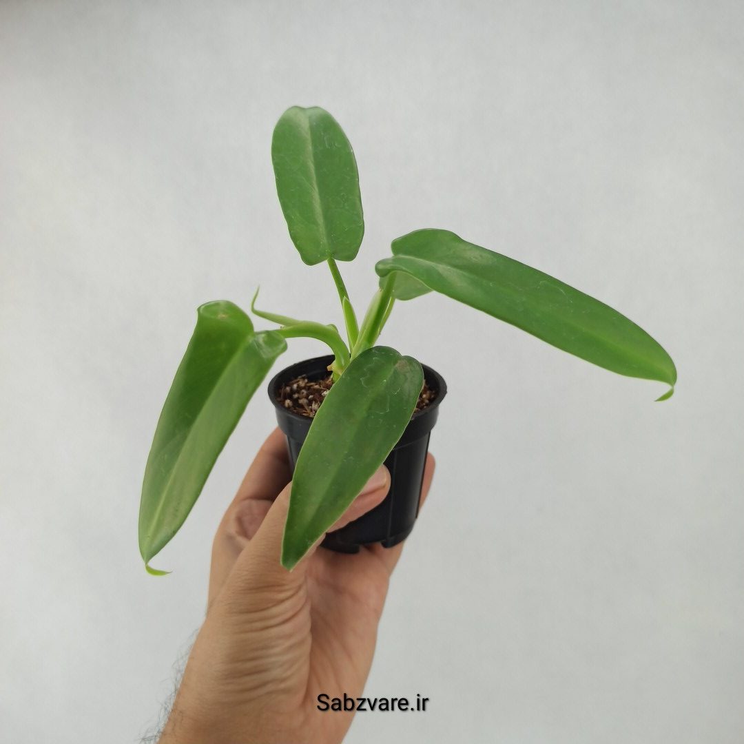 فیلودندرون برگ ویولونی (C23716)