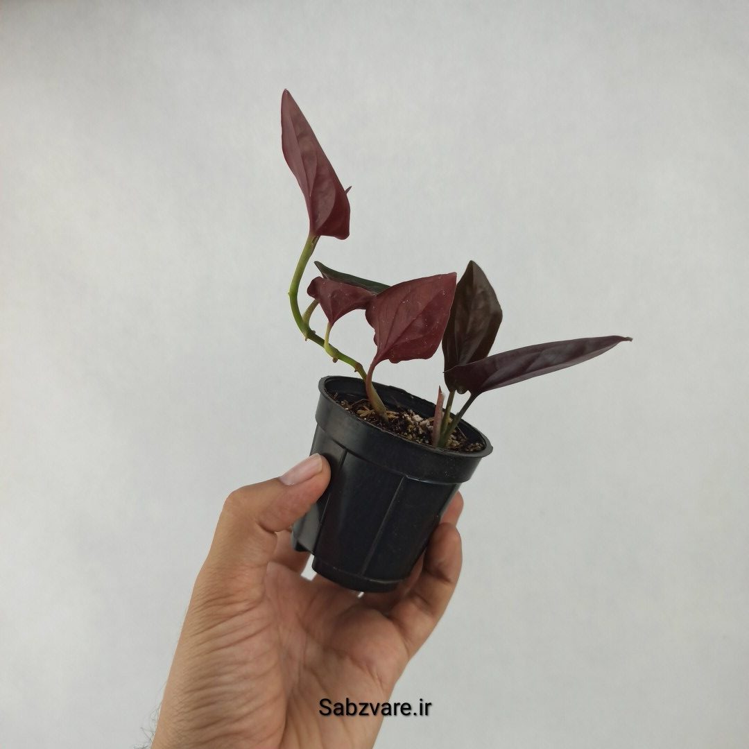 سینگونیوم بلک (C23714) - Image 3