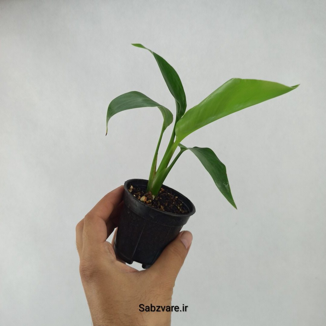 استرلیتزیا نیکولای (C23711)