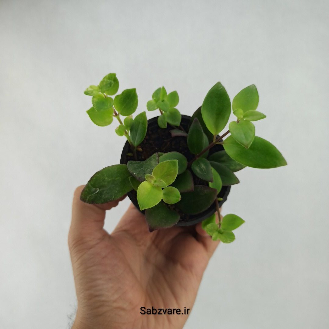 آشیانتوس رژ لبی ابلق (C23708)