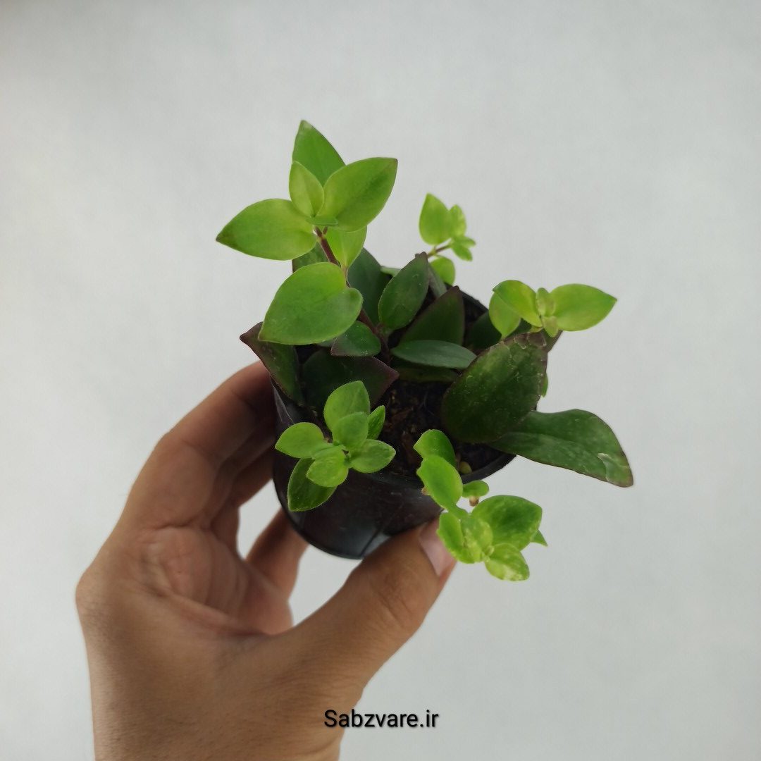 آشیانتوس رژ لبی ابلق (C23708) - Image 2