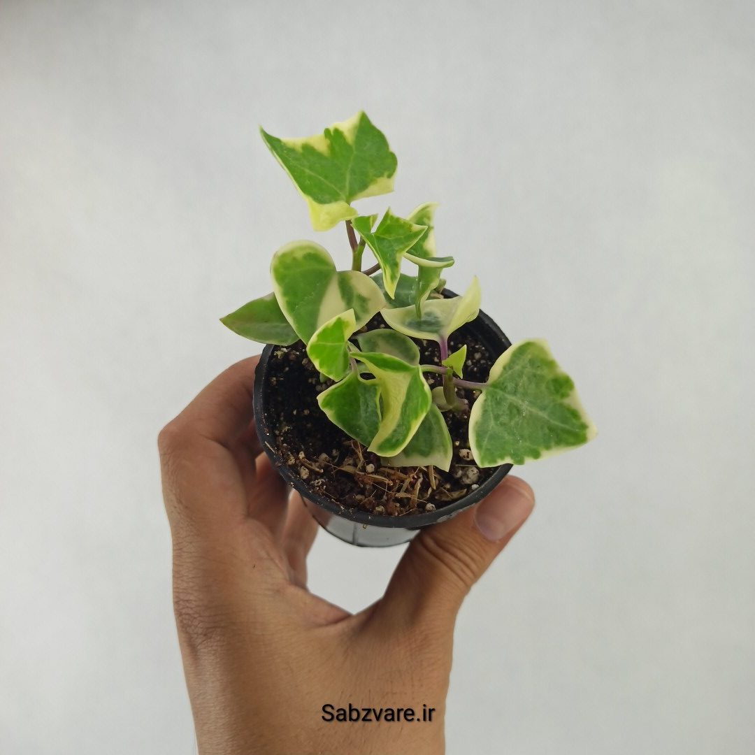 سنسیو ماکروگلسوس ابلق (B23704)