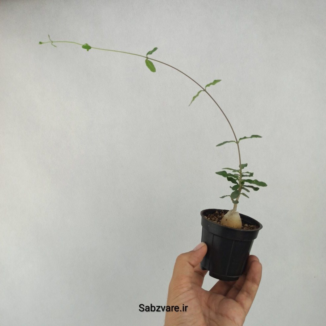 فوکیا ادولیس (B23701)