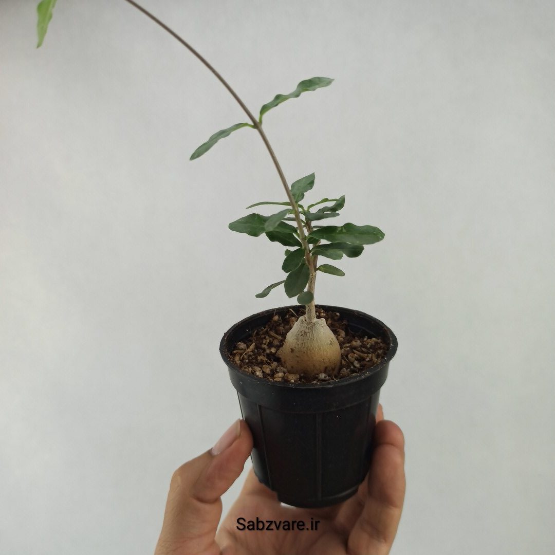 فوکیا ادولیس (B23701) - Image 3