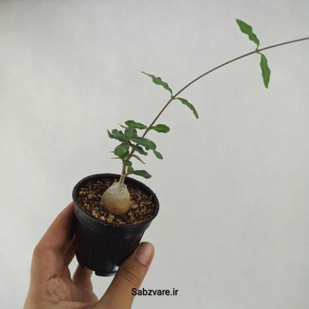فوکیا ادولیس (B23701) - Image 2