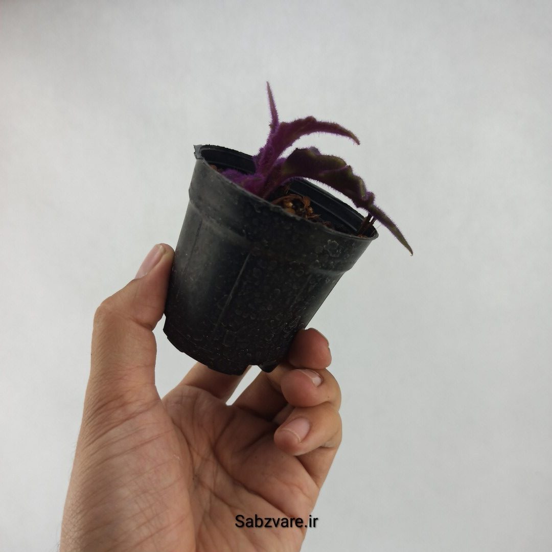ژینورا یا شب تاب (B23693) - Image 3