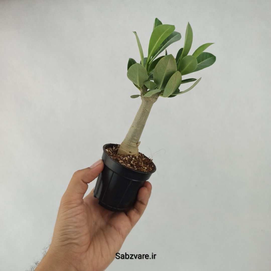 آدنیوم چند شاخه (B23689) - Image 3