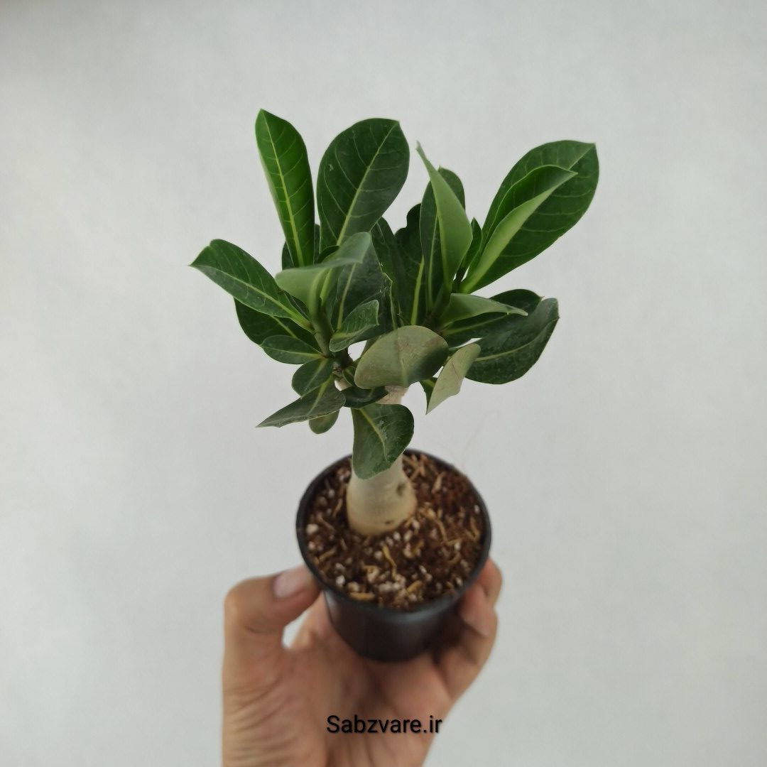 آدنیوم چند شاخه (B23689)