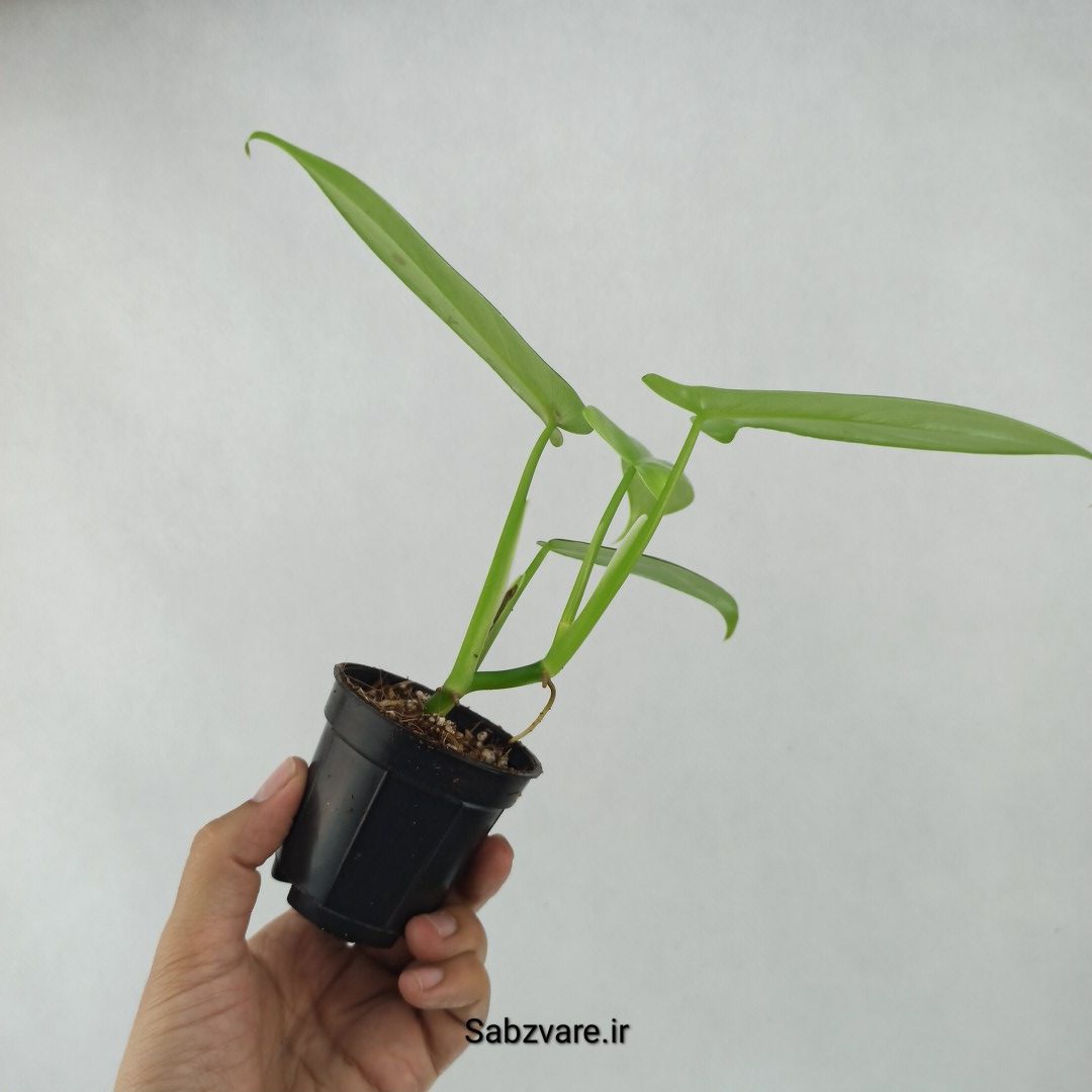 فیلودندرون برگ ویولونی (B23688) - Image 3