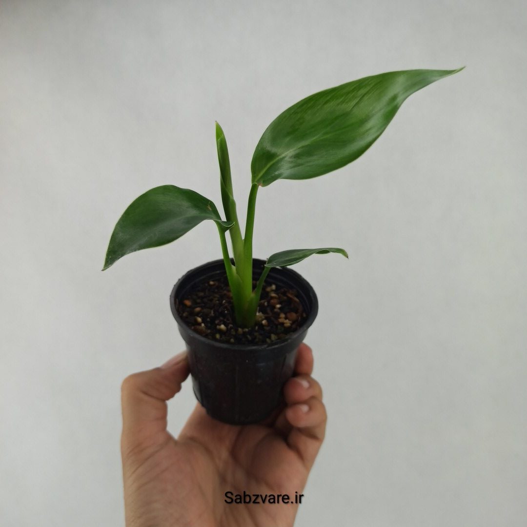 استرلیتزیا نیکولای (B23686)