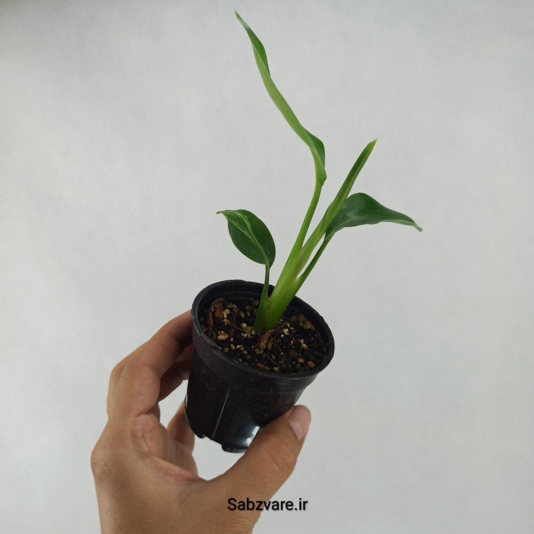استرلیتزیا نیکولای (B23686) - Image 3