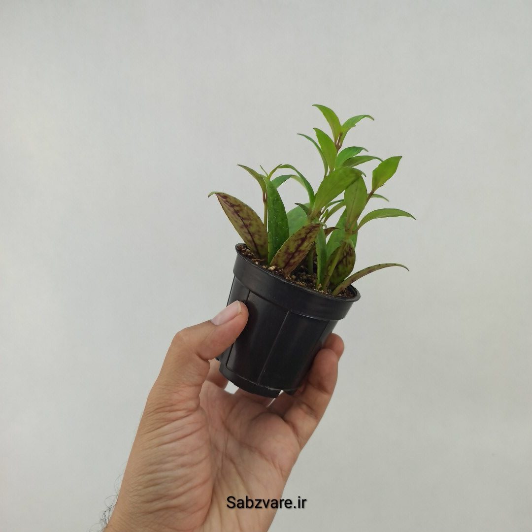 آشیانتوس لانگیکالیس (G23805) - Image 3