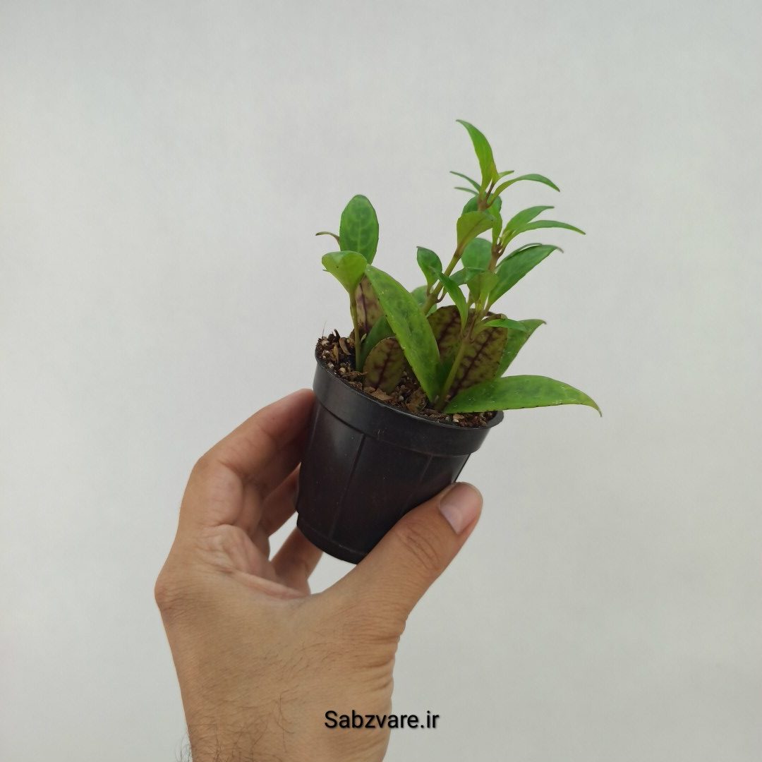 آشیانتوس لانگیکالیس (G23805)