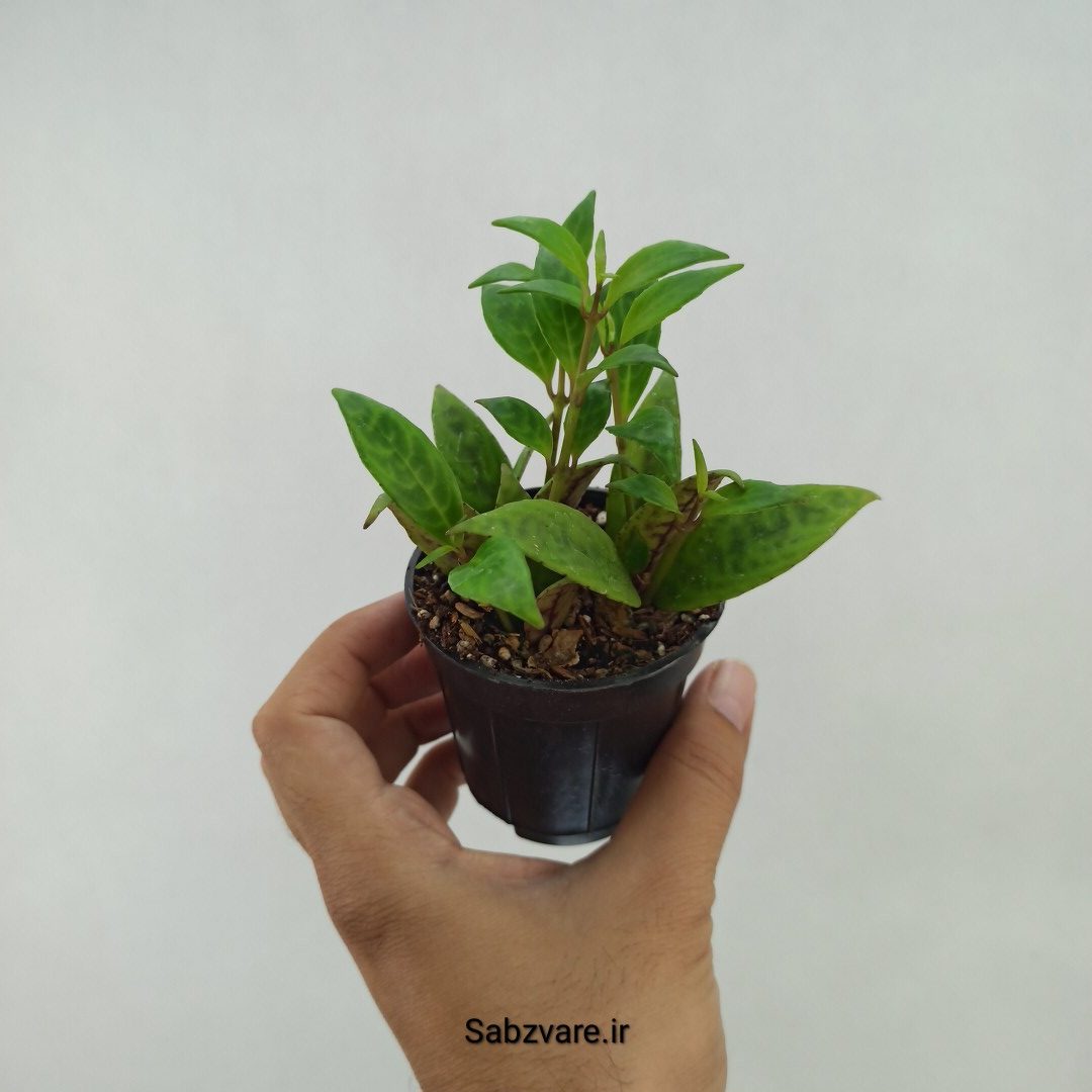 آشیانتوس لانگیکالیس (G23805) - Image 2