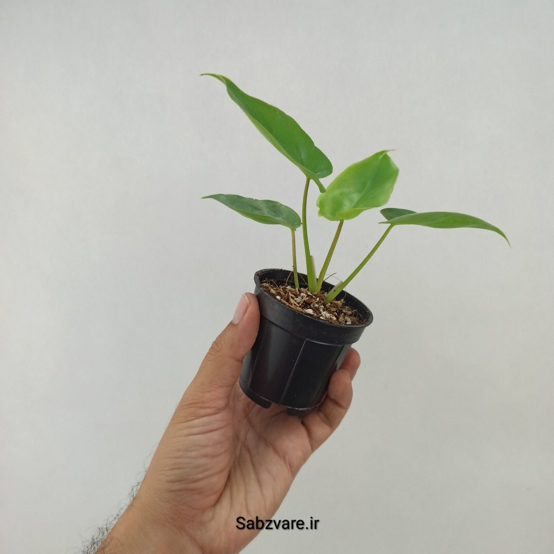 فیلودندرون برل مارکس (G23804) - Image 2