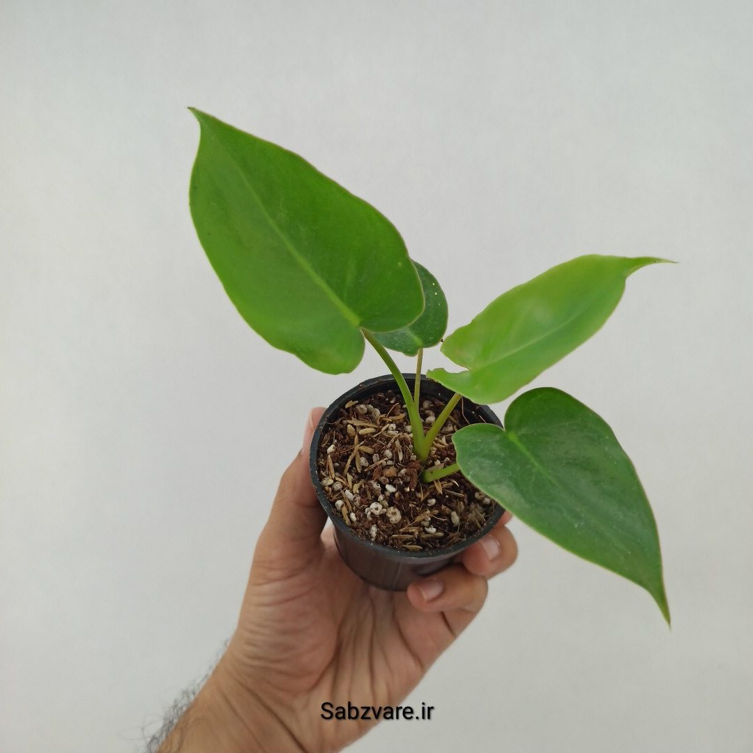 فیلودندرون برل مارکس (G23804)