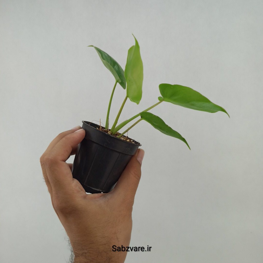 فیلودندرون برل مارکس (G23804) - Image 3