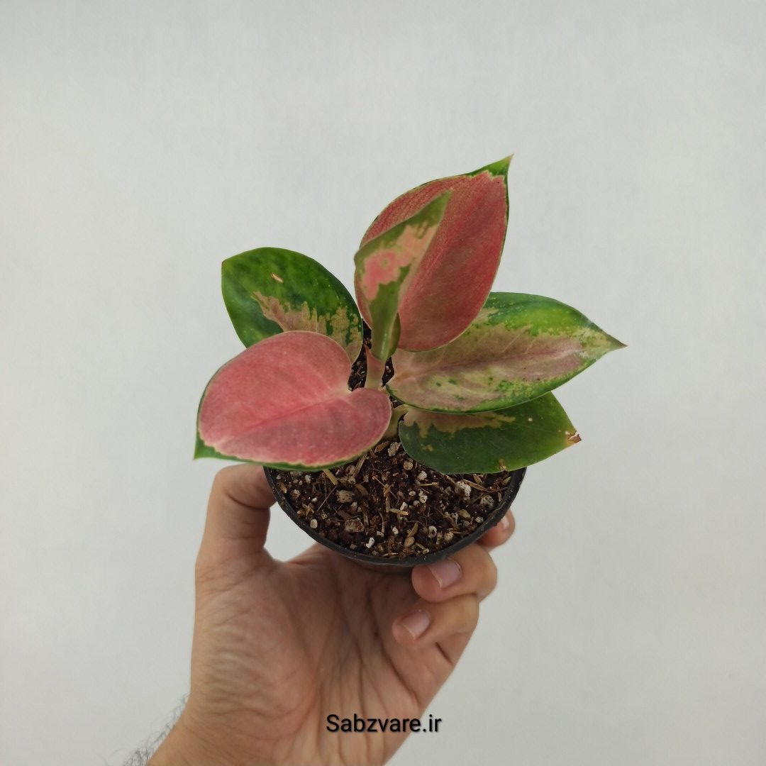 آگلونما رنگی (G23803)