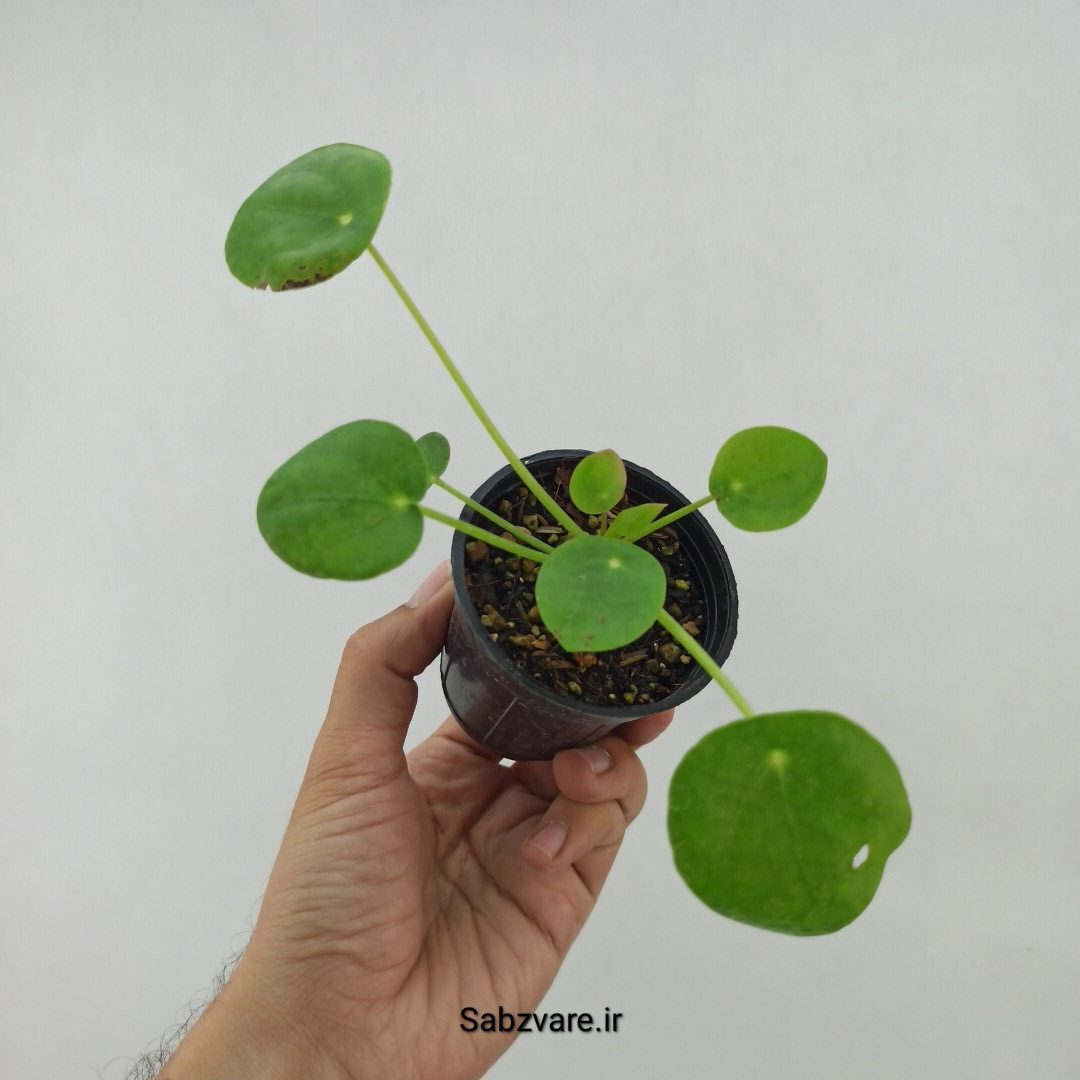 سکه چینی (G23801)