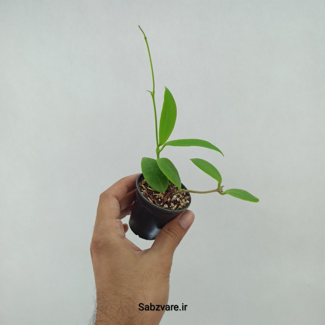 هویا میندورنسیس (G23799) - Image 3