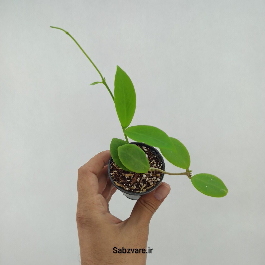 هویا میندورنسیس (G23799)