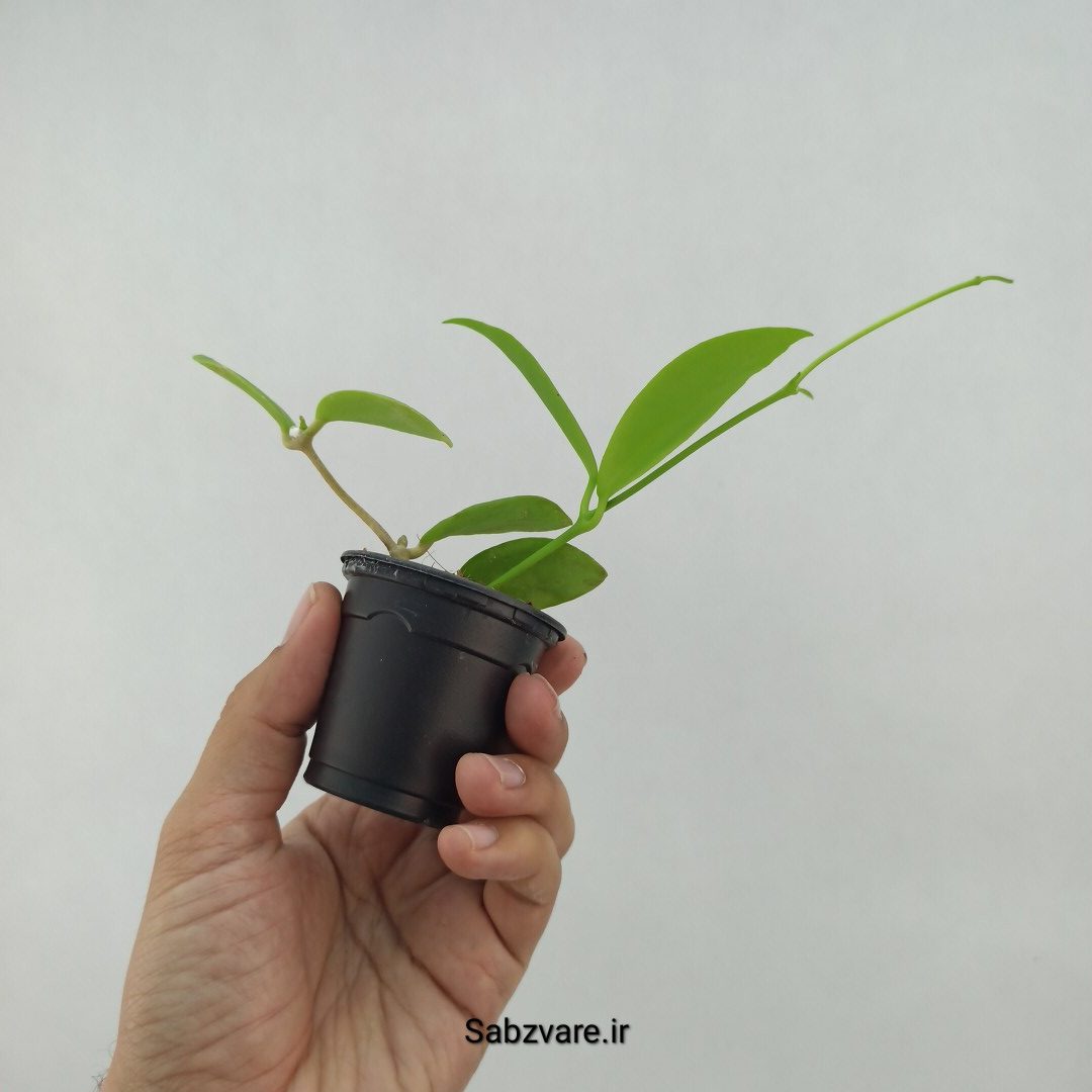 هویا میندورنسیس (G23799) - Image 2
