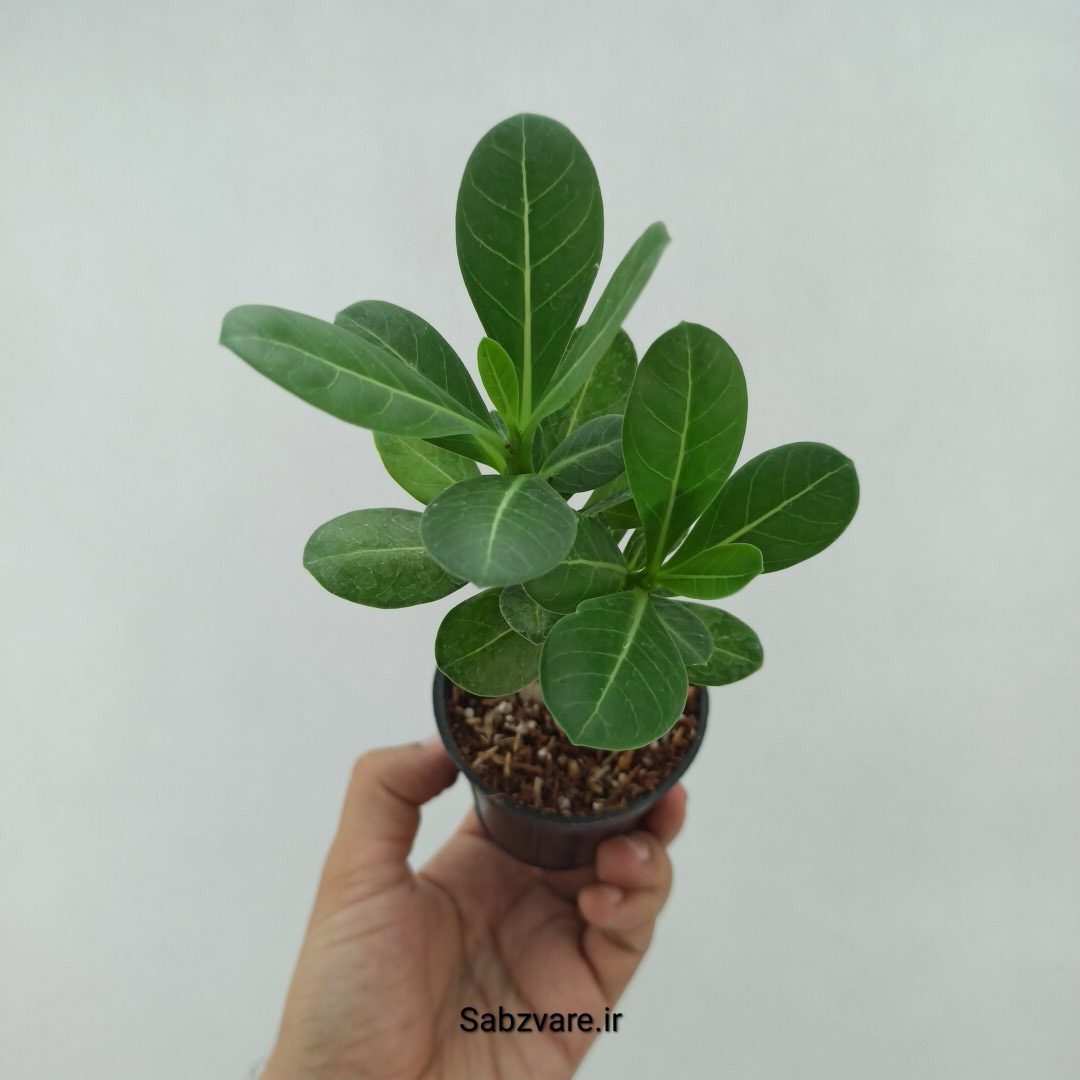آدنیوم چند شاخه (F23787)