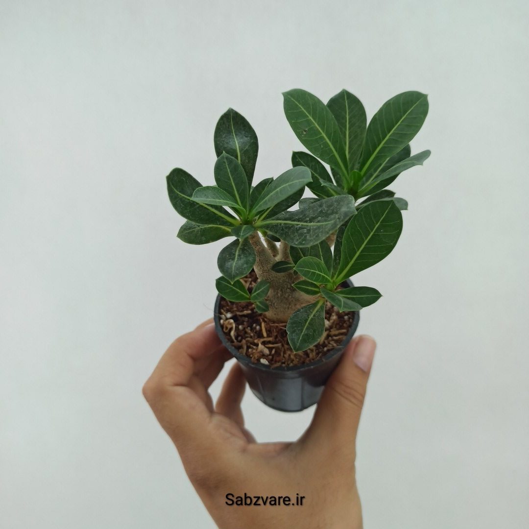 آدنیوم چند شاخه (F23781)