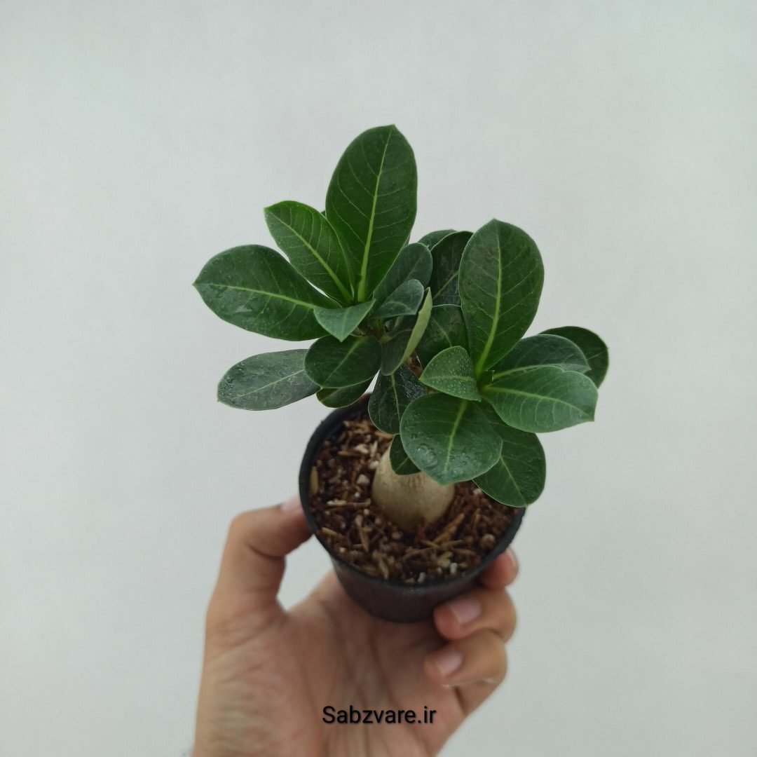 آدنیوم چند شاخه (F23771)