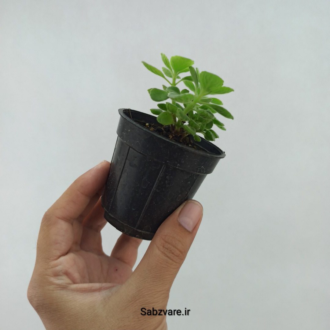 پلکترانتوس معطر (E23757) - Image 2