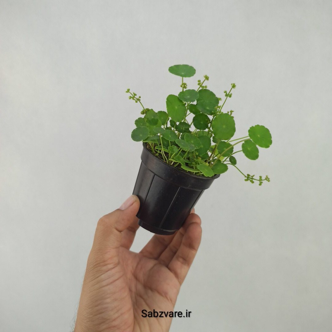 هیدروکوتیل ورتیسیلاتا (I23847) - Image 2