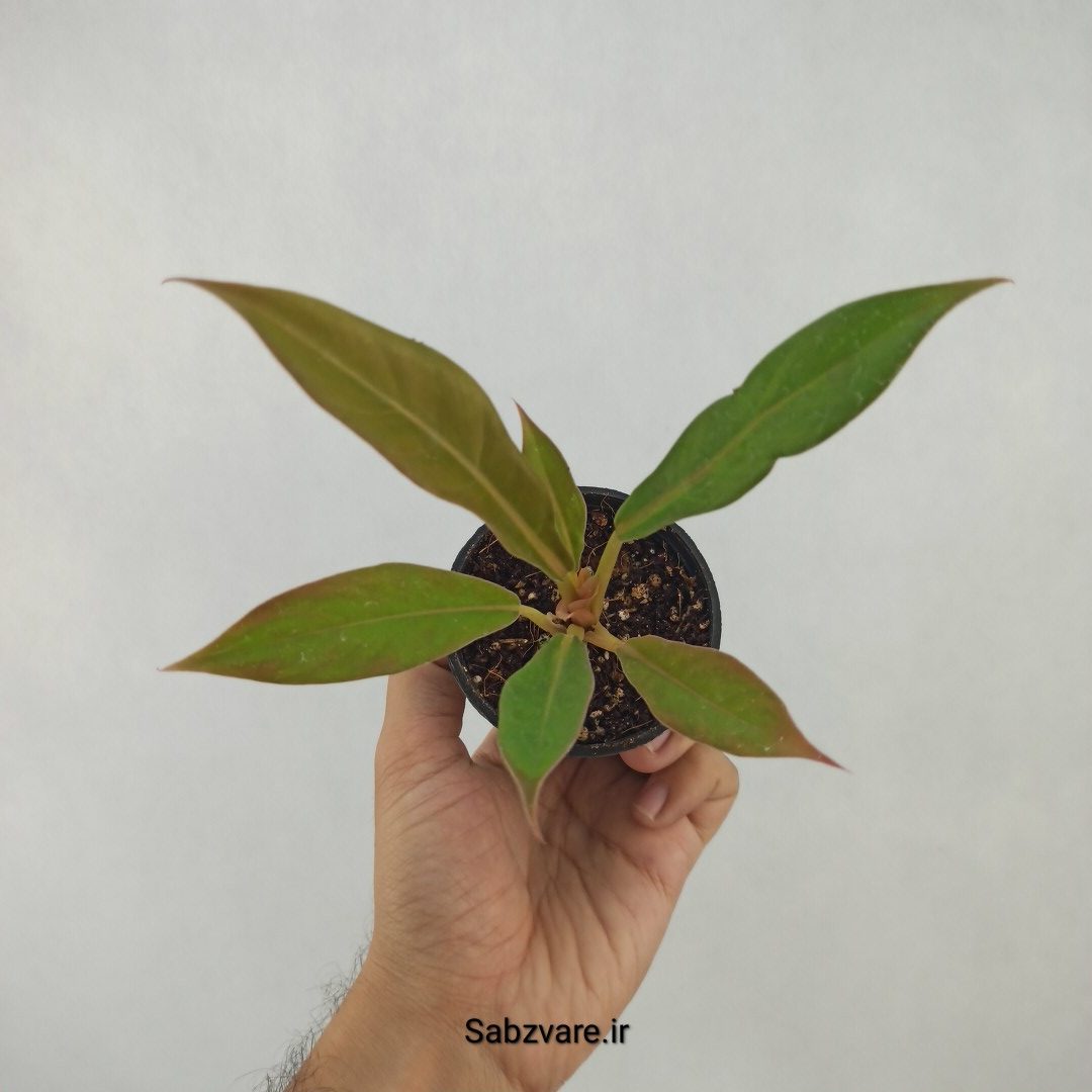 فیلودندرون کنگره سبز (I23840)
