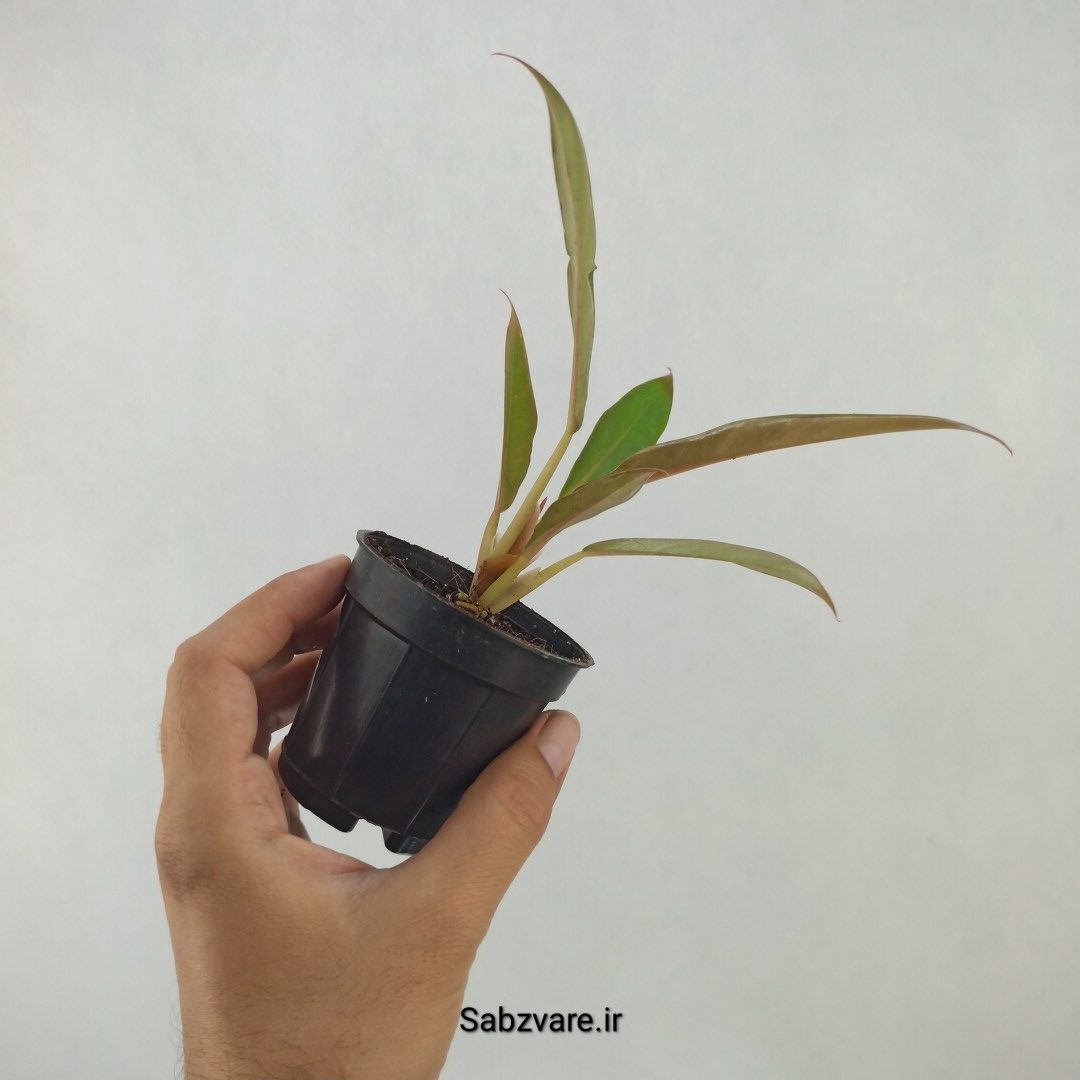 فیلودندرون کنگره سبز (I23840) - Image 3