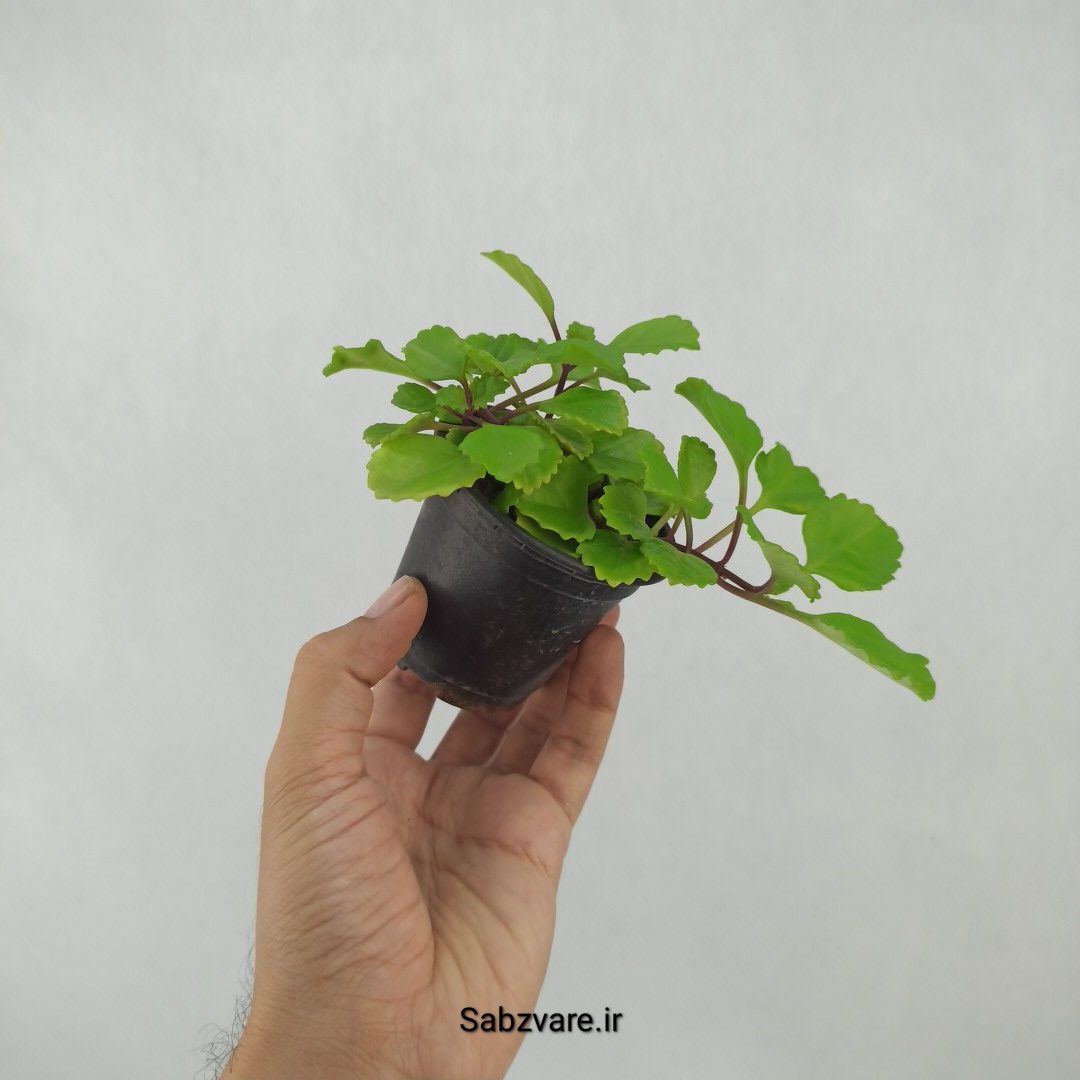 پیچک سوئدی (H23830) - Image 3