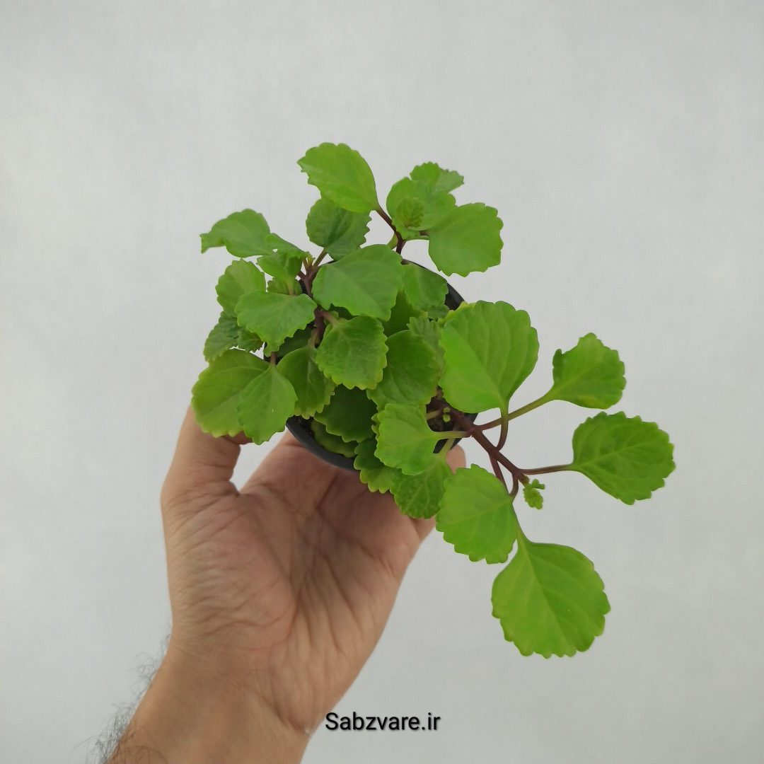 پیچک سوئدی (H23830)