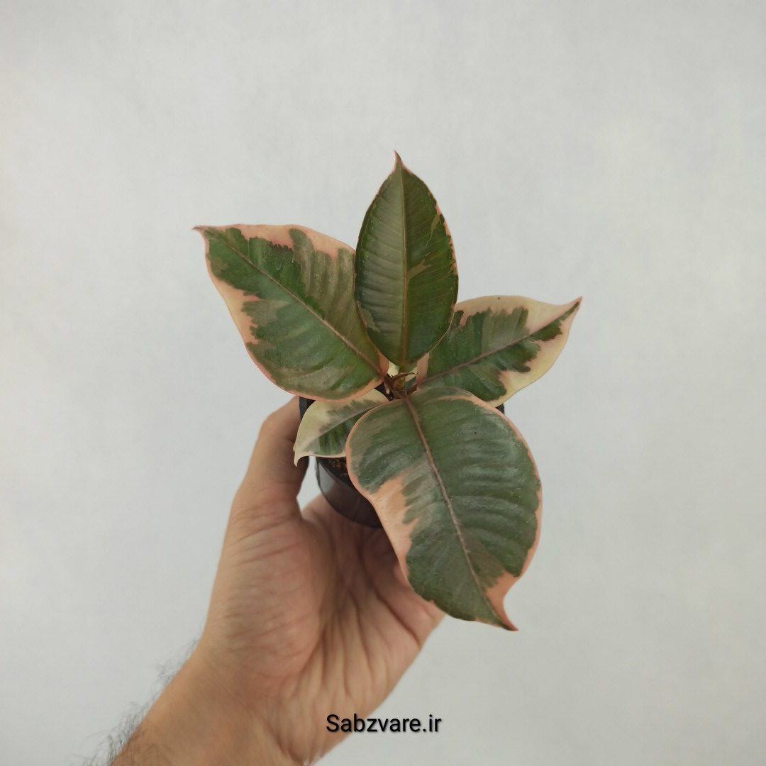 فیکوس شرابی (H23829)
