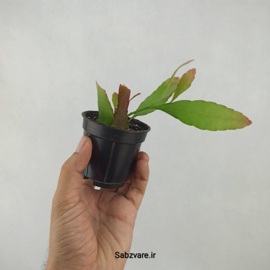 ریپسالیس رامولوسا (H23827) - Image 2