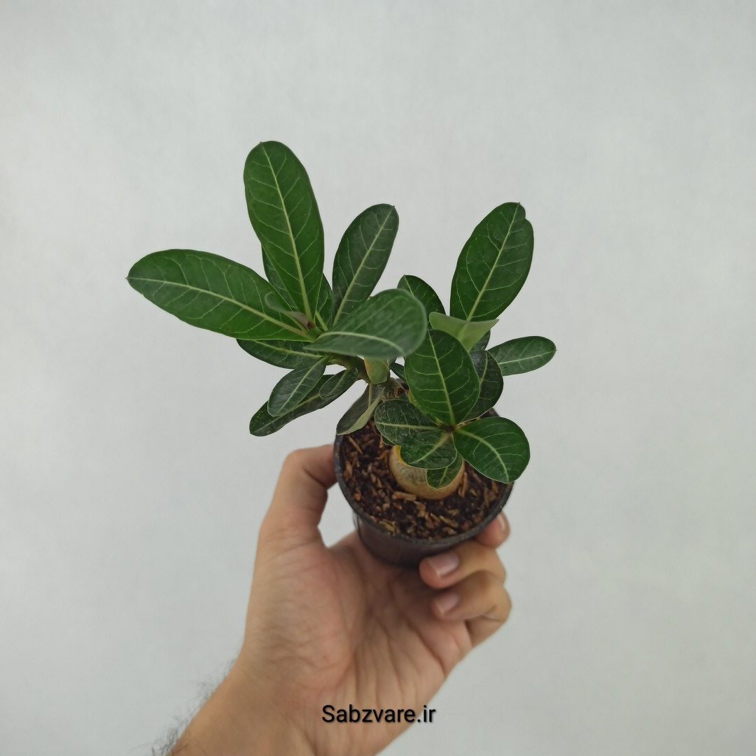 آدنیوم چند شاخه (H23821)