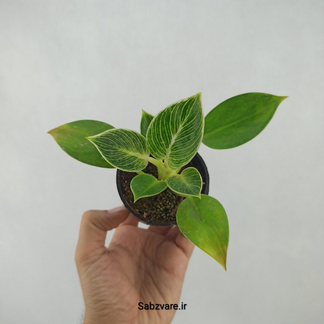 فیلودندرون برکین (H23815)