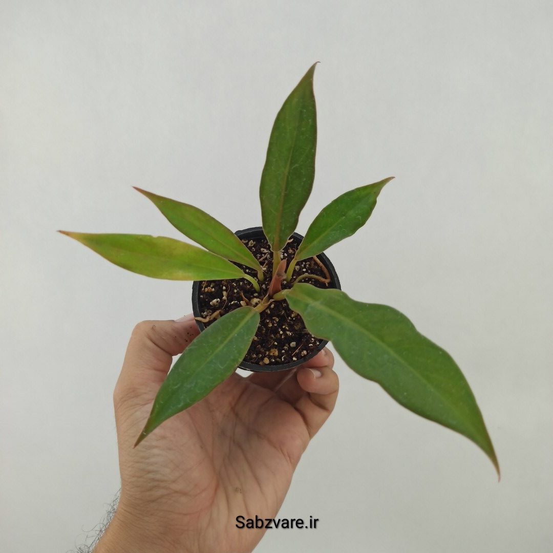 فیلودندرون کنگره سبز (K23891)